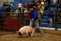 Swine Show